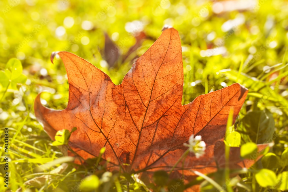 Obraz premium Orange autumn leaf in a grass