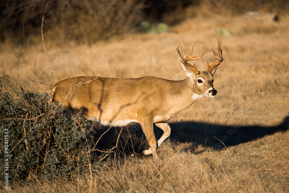 South Texas Whitetail Buck South Texas Whitetail Buck