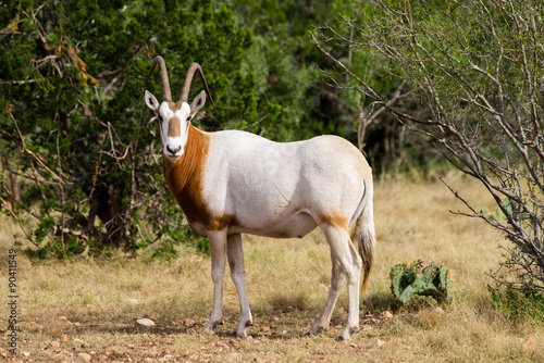 Scimitar Horned Oryx