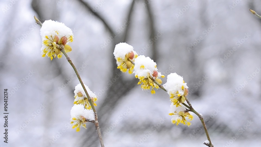 Snow falls on beautiful blossoming yellow Cornelian cherry twig Snow falls on beautiful blossoming yellow Cornelian cherry twig