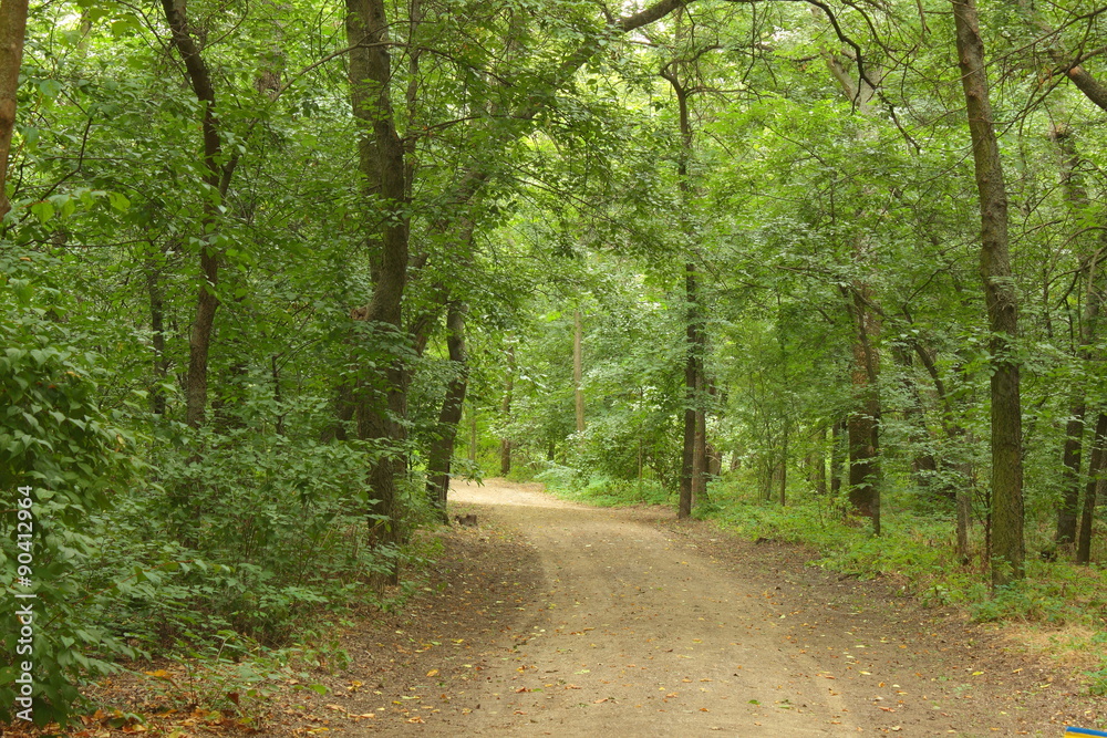 Obraz premium summer track