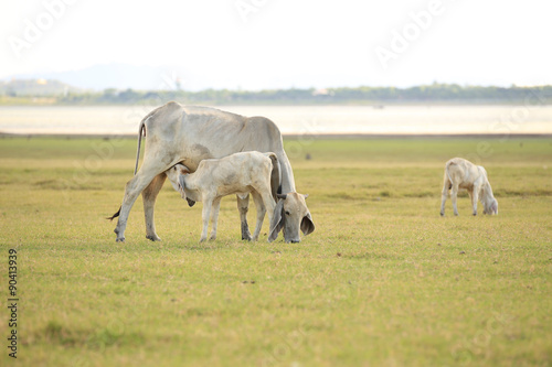 A calf suckling breast milk from mother.