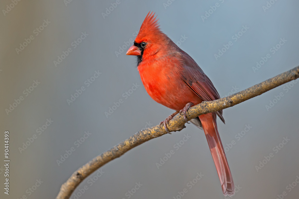 Fototapeta premium Male Northern Cardinal sitting on a Branch.