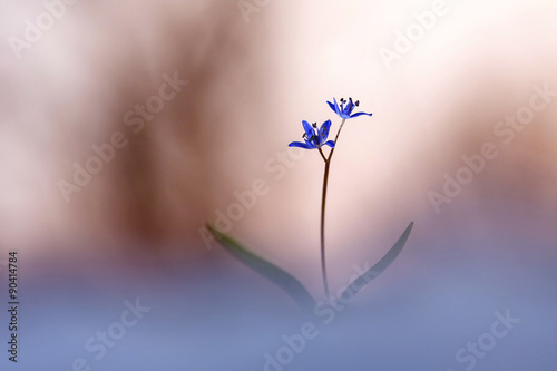 Macro picture of blue wild flowers.