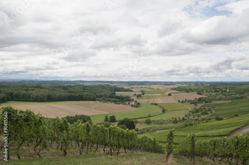 Weinanbau im Kraichtal 