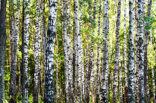 birch trees forest in summer day