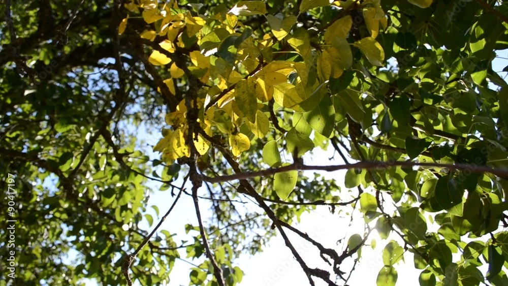 Autumn leaf Autumn leaf