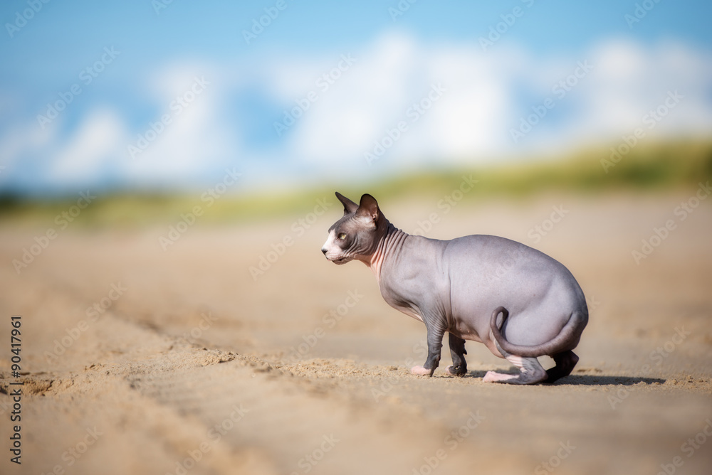 canadian sphynx cat on the beach canadian sphynx cat on the beach