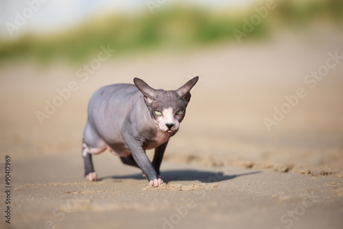 canadian sphynx cat on the beach