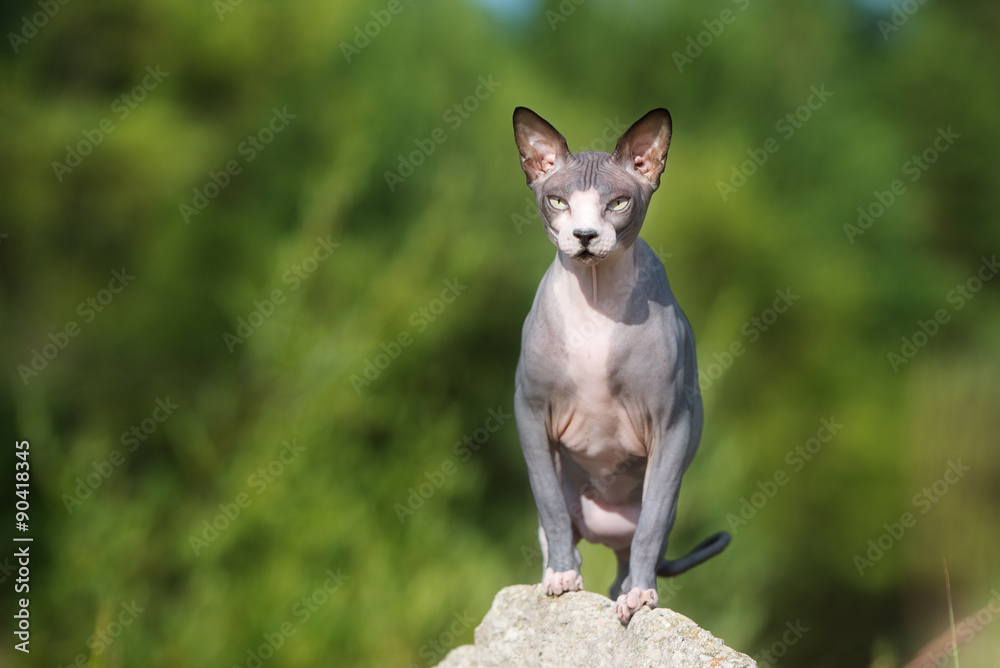 canadian sphynx cat outdoors