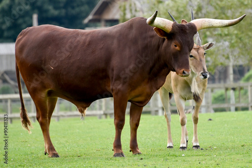 Friendly Ankole Cow and Common Eland