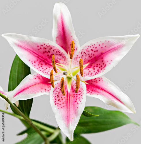Fototapeta Naklejka Na Ścianę i Meble -  Closeup of single pink tiger lily flower in bloom, shallow depth of field with focus on the front orange stamens