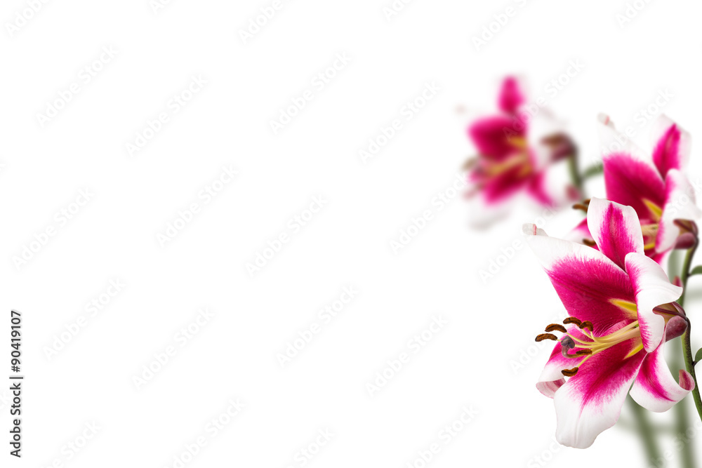 Lily flower border design isolated on white background Stock Photo ...