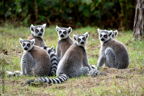 Ring tailed Lemurs Troop