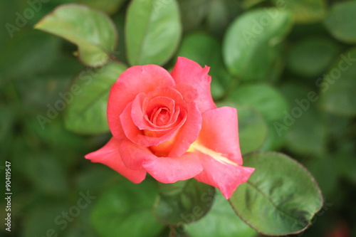 Flower Rose