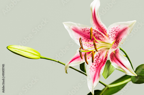 Closeup of single pink tiger lily flower in bloom, shallow depth of field with focus on the front orange stamens photo