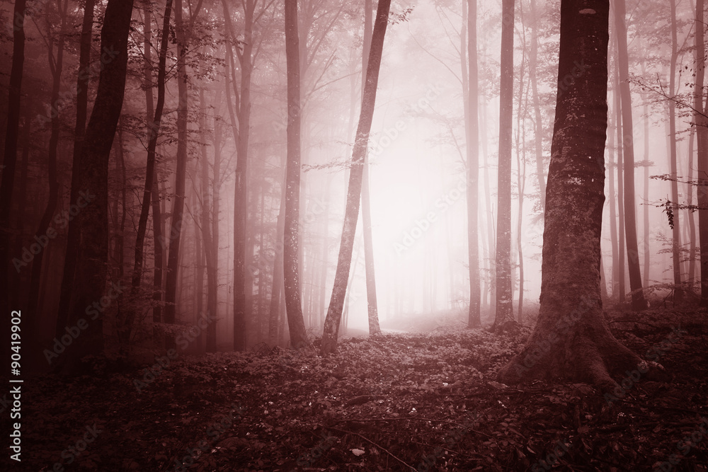 Fototapeta premium Marzycielski marsala kolor mglisty las drzewo krajobraz tło. Fantasy marsala kolorowe lasy. Zastosowano efekt filtra koloru.
