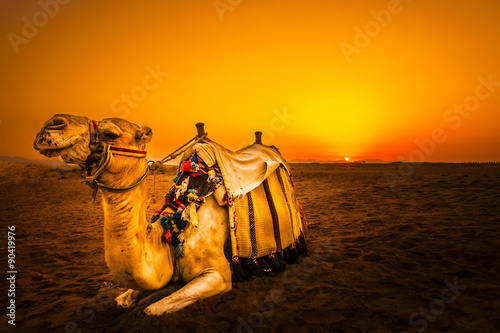 Camel in front of sunset in Hurghada/Makadi Bay, Egypt