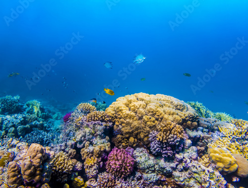 Fototapeta Naklejka Na Ścianę i Meble -  Coral and fish in the Red Sea, Egypt