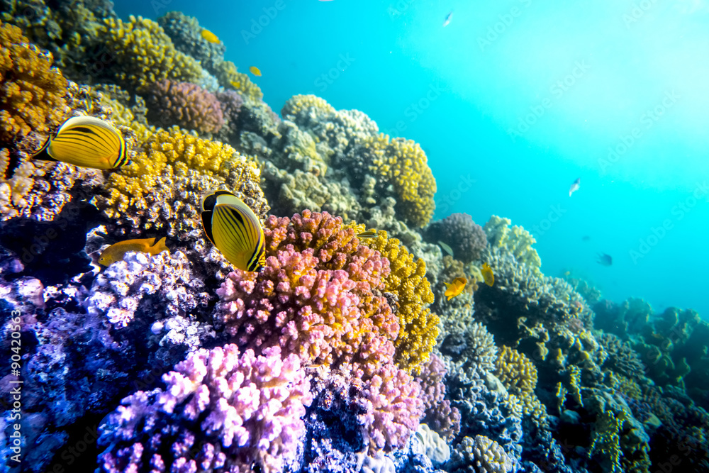 Obraz premium Coral and fish in the Red Sea, Egypt