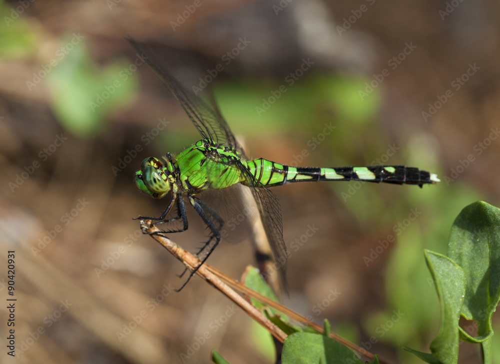 Green predator Green predator