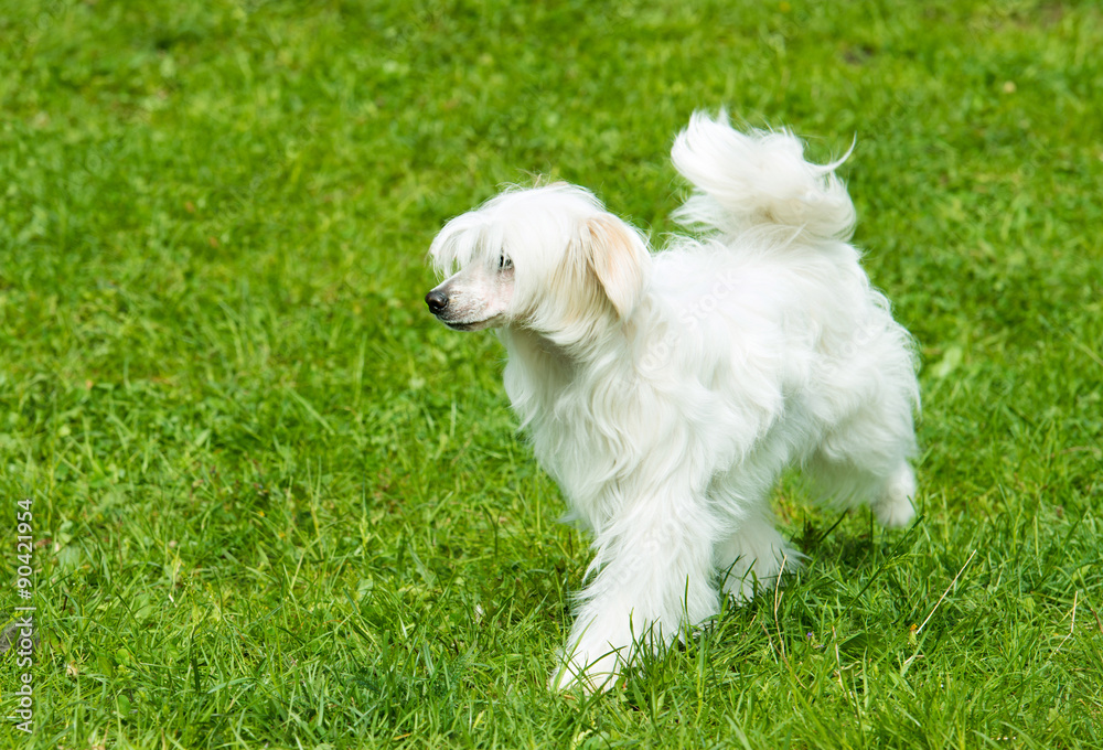 Powderpuff Chinese Crested plays. The Powderpuff Chinese Crested is on the grass.