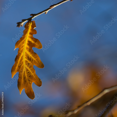 blurred fall background