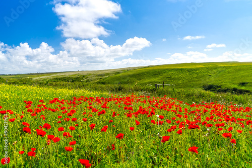 Wild flowers at Porth Joke Cornwall