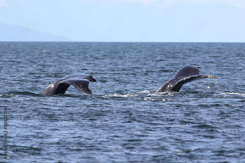 Fototapeta premium Two Humpback Whale Flukes