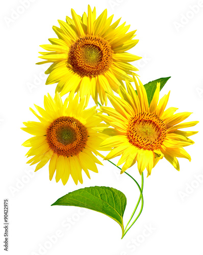 beautiful sunflower isolated on a white background © alenalihacheva