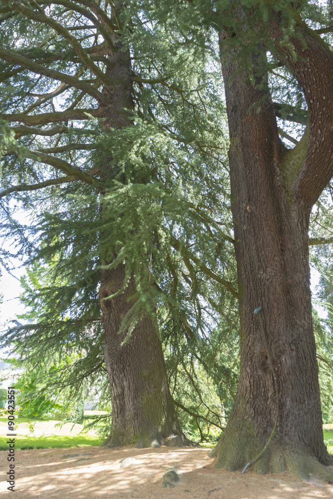 Fototapeta premium Tree, Jardines de la Granja de San Ildefonso, monuments in Spain