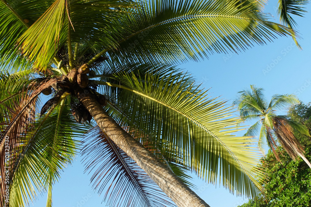 Amazing palm trees against blue sky in Costa Rica, Osa Peninsula
