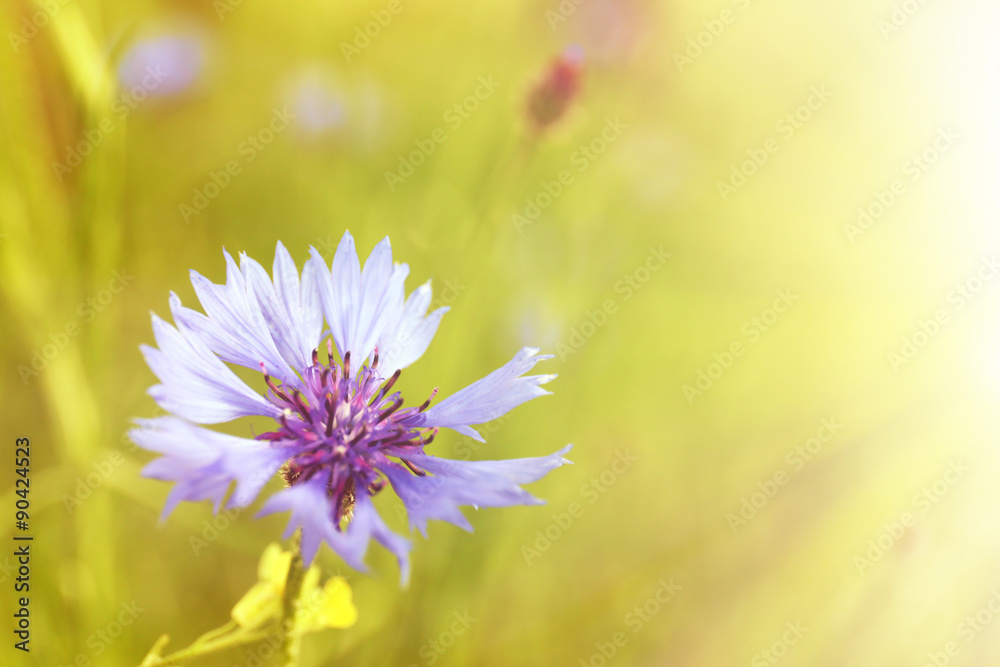 Obraz premium Beautiful cornflower, outdoors