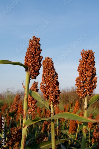Canvas-taulu sweet sorghum  (Sorghum dochna provar)