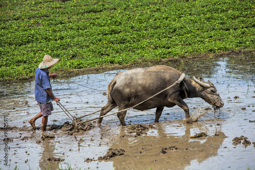 Traditional Chinese framer using an ox to plow a field for planting rice photo