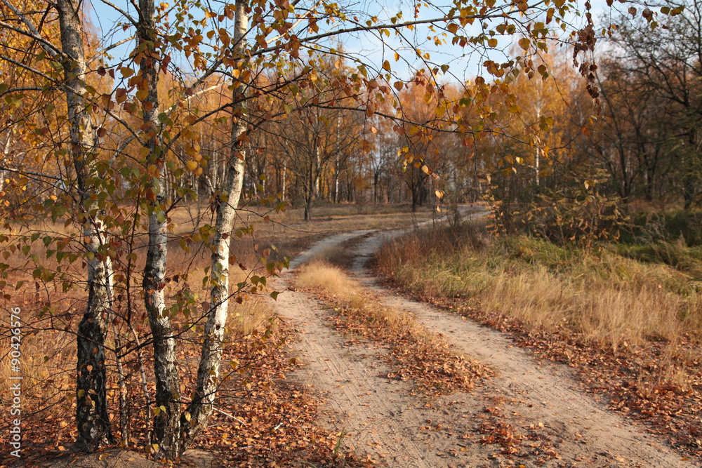 Дорога в осеннем лесу. Золотая осен