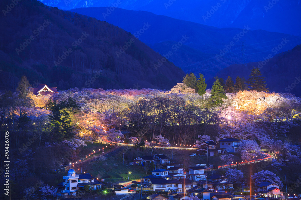 Light up of Cherry Blossoms at Takato Castle Site Park, Nagano, Japan