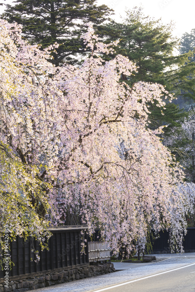 Weeping Cherries of Kakunodate, Akita, Japan