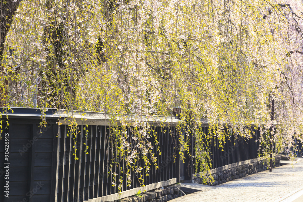 Obraz premium Weeping Cherries of Kakunodate, Akita, Japan