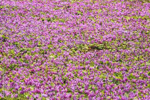 Dogtooth Violet Colony, Akita, Japan