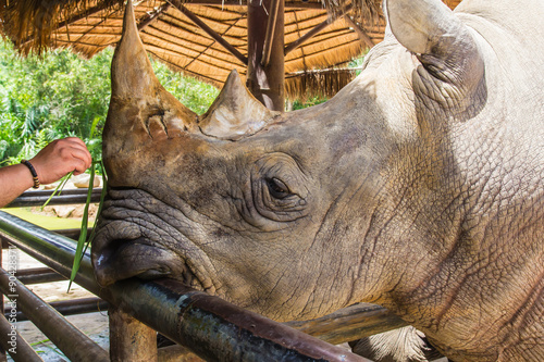 Large Rhino in the zoo safari park