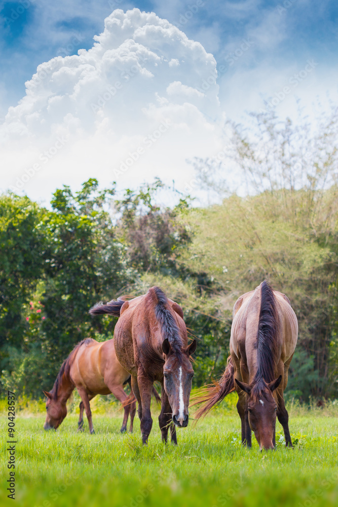 Herd of horses grazing grass in meadow Herd of horses grazing grass in meadow