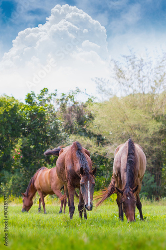 Herd of horses grazing grass in meadow
