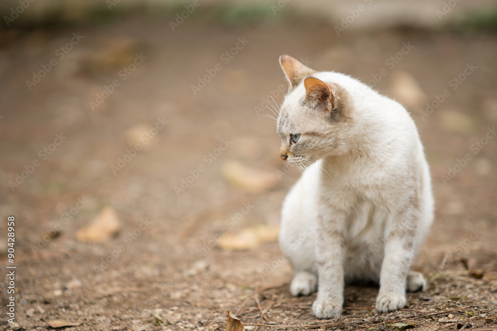 White cat