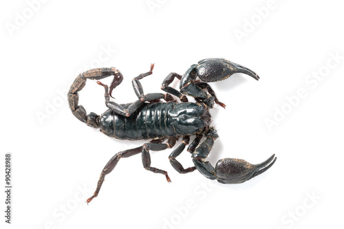 Giant forest scorpion species found in tropical and subtropical areas in Asia.