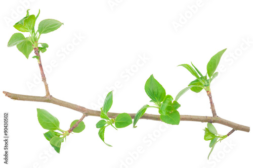 Young green sprout of apple-tree with leaf
