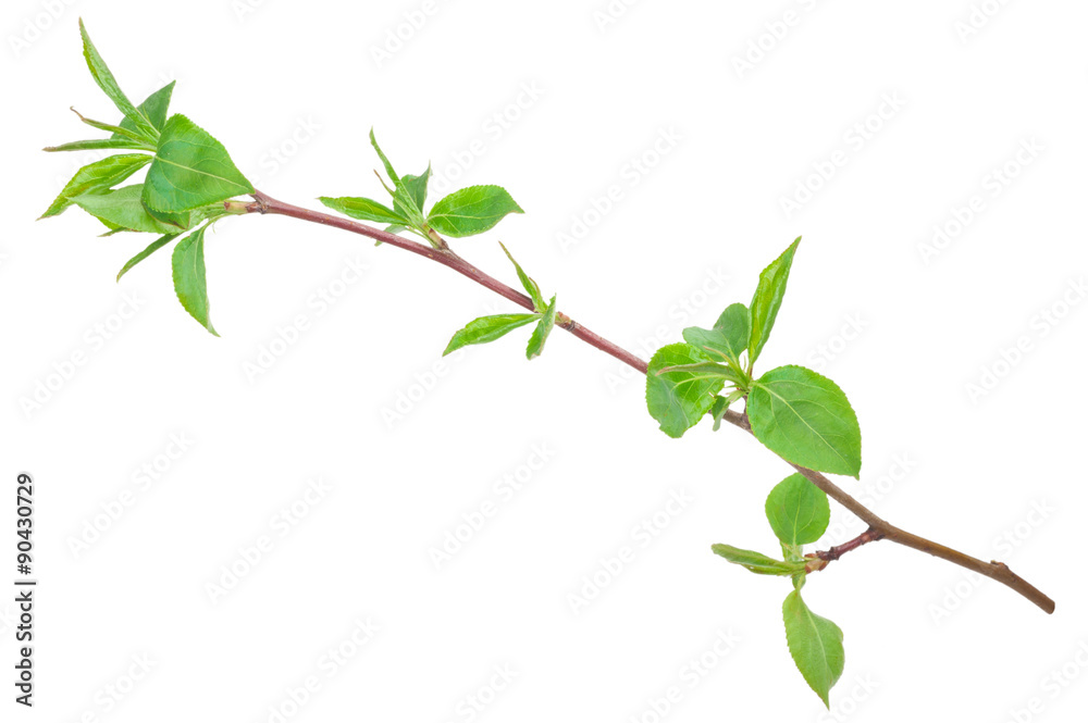 Obraz premium Young green sprout of apple-tree with leaf