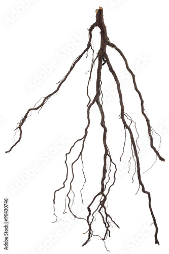Roots tree photo