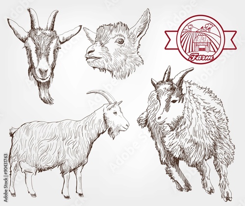 goat breeding