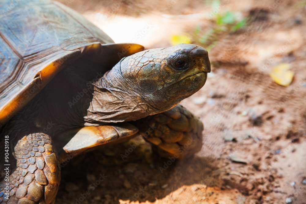 Naklejka premium turtle